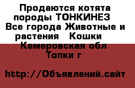 Продаются котята породы ТОНКИНЕЗ - Все города Животные и растения » Кошки   . Кемеровская обл.,Топки г.